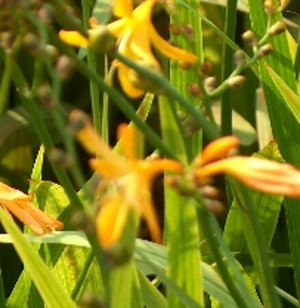 Crocosmia 'George Davidson' geen maat specificatie 0,55L/P9cm - image 3