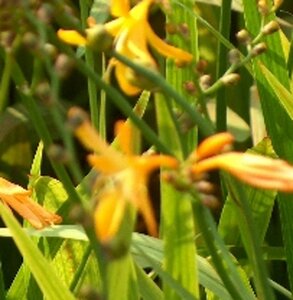 Crocosmia 'George Davidson' geen maat specificatie 0,55L/P9cm - image 3