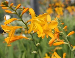 Crocosmia 'George Davidson' geen maat specificatie 0,55L/P9cm