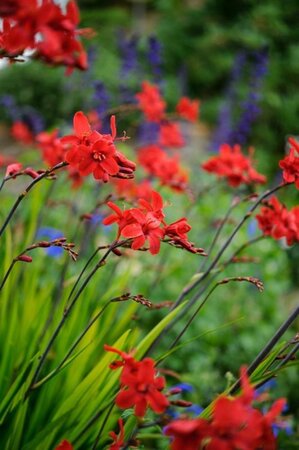 Crocosmia 'Hellfire' geen maat specificatie 0,55L/P9cm - image 1