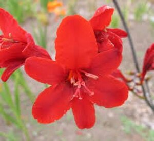 Crocosmia 'Hellfire' geen maat specificatie 0,55L/P9cm - image 2
