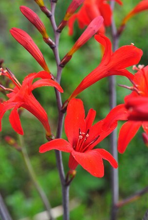 Crocosmia 'Lucifer' geen maat specificatie 0,55L/P9cm - image 2