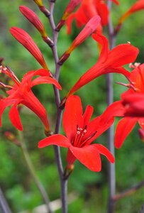 Crocosmia 'Lucifer' geen maat specificatie 0,55L/P9cm - image 2