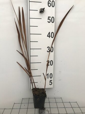 Crocosmia 'Lucifer' geen maat specificatie 0,55L/P9cm - image 6