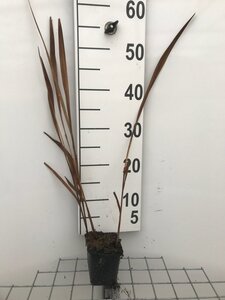 Crocosmia 'Lucifer' geen maat specificatie 0,55L/P9cm - image 6