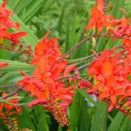 Crocosmia 'Lucifer' geen maat specificatie 0,55L/P9cm - image 4