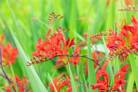 Crocosmia 'Lucifer' geen maat specificatie 0,55L/P9cm - image 1