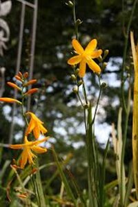 Crocosmia 'Norwich Canary' geen maat specificatie 0,55L/P9cm