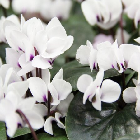 Cyclamen coum 'Album' geen maat specificatie 0,55L/P9cm