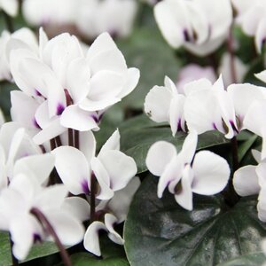 Cyclamen coum 'Album' geen maat specificatie 0,55L/P9cm