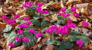 Cyclamen coum geen maat specificatie 0,55L/P9cm