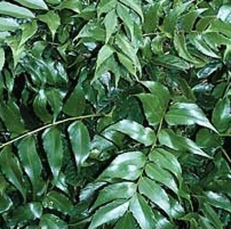 Cyrtomium falcatum geen maat specificatie 0,55L/P9cm - afbeelding 2