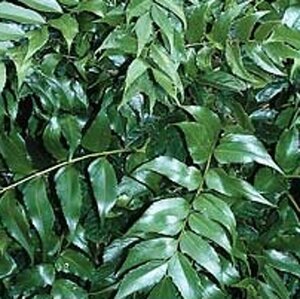 Cyrtomium falcatum geen maat specificatie 0,55L/P9cm - afbeelding 2