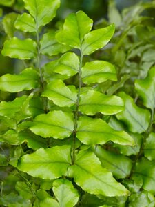 Cyrtomium fortunei geen maat specificatie 0,55L/P9cm - afbeelding 3