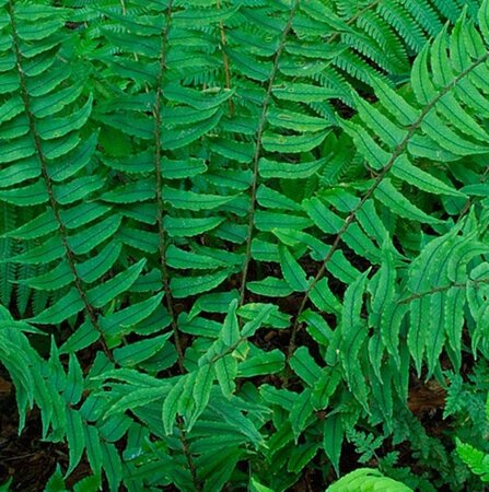 Cyrtomium fortunei geen maat specificatie 0,55L/P9cm - afbeelding 4