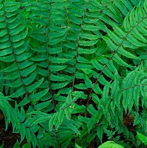 Cyrtomium fortunei geen maat specificatie 0,55L/P9cm - afbeelding 4