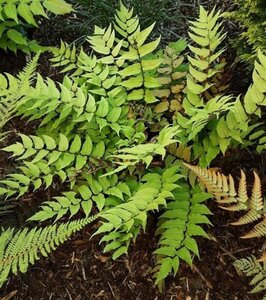 Cyrtomium fortunei geen maat specificatie 0,55L/P9cm - afbeelding 2