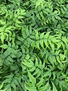 Cyrtomium fortunei geen maat specificatie 0,55L/P9cm