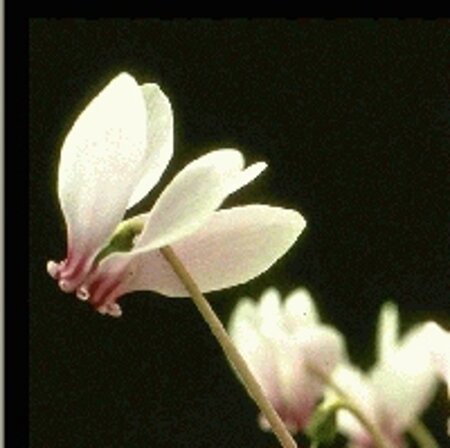 Cyclamen hederif. 'Album' geen maat specificatie 0,55L/P9cm