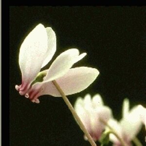 Cyclamen hederif. 'Album' geen maat specificatie 0,55L/P9cm