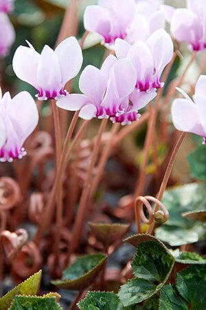 Cyclamen hederifolium = neapolitanum geen maat specificatie 0,55L/P9cm