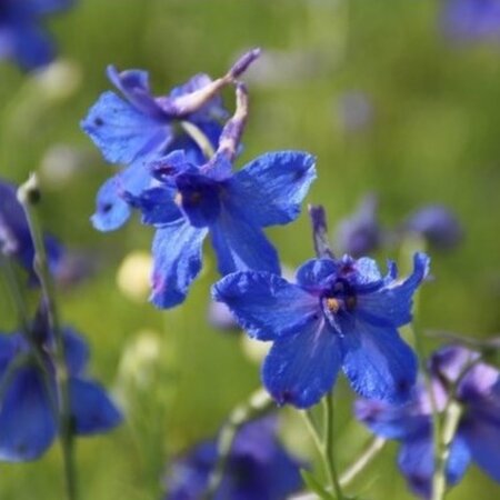 Delphinium gr. 'Blauer Zwerg' geen maat specificatie 0,55L/P9cm - afbeelding 1