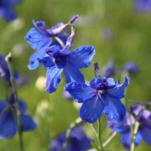 Delphinium gr. 'Blauer Zwerg' geen maat specificatie 0,55L/P9cm