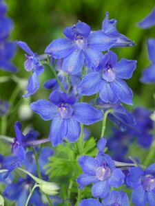 Delphinium gr. 'Blauer Zwerg' geen maat specificatie 0,55L/P9cm - afbeelding 3