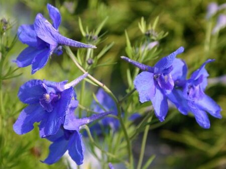 Delphinium gr. 'Blauer Zwerg' geen maat specificatie 0,55L/P9cm - afbeelding 2
