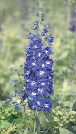 Delphinium (P) 'King Arthur' geen maat specificatie 0,55L/P9cm