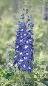 Delphinium (P) 'King Arthur' geen maat specificatie 0,55L/P9cm