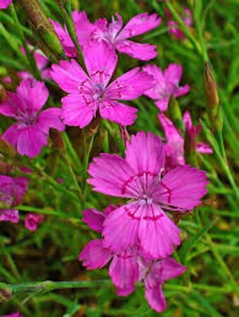 Dianthus delt. 'Rosea' geen maat specificatie 0,55L/P9cm - afbeelding 3