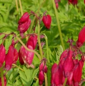 Dicentra formosa 'Bacchanal' geen maat specificatie 0,55L/P9cm