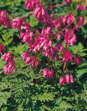 Dicentra formosa 'Luxuriant' geen maat specificatie 0,55L/P9cm - afbeelding 1