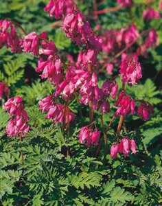 Dicentra formosa 'Luxuriant' geen maat specificatie 0,55L/P9cm