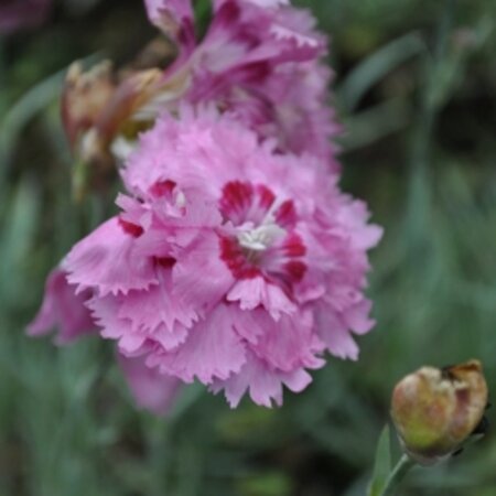 Dianthus (PL) 'Maggie' geen maat specificatie 0,55L/P9cm