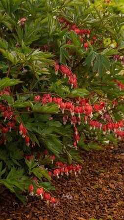Dicentra spectabilis Valentine geen maat specificatie 0,55L/P9cm - afbeelding 1