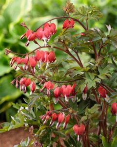 Dicentra spectabilis Valentine geen maat specificatie 0,55L/P9cm - afbeelding 2
