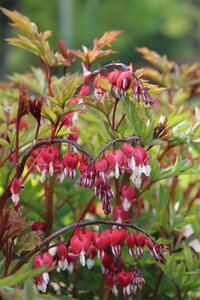 Dicentra spectabilis Valentine geen maat specificatie 0,55L/P9cm - afbeelding 3