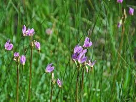 Dodecatheon jeffreyi geen maat specificatie 0,55L/P9cm - afbeelding 1