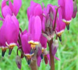 Dodecatheon pulchellum 'Red Wings' geen maat specificatie 0,55L/P9cm