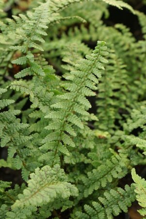 Dryopteris af. 'Pinderi' geen maat specificatie 0,55L/P9cm - afbeelding 2