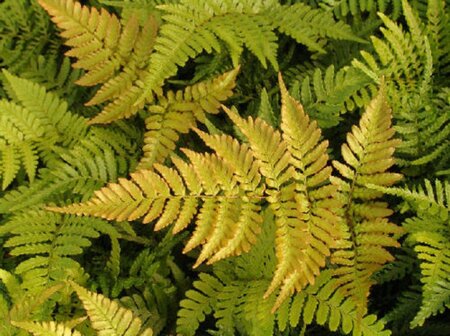 Dryopteris erythrosora prolifica geen maat specificatie 0,55L/P9cm