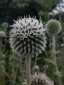 Echinops bannaticus 'Star Frost' geen maat specificatie 0,55L/P9cm