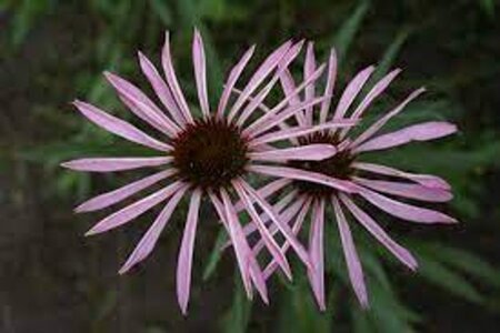 Echinacea simulata geen maat specificatie 0,55L/P9cm
