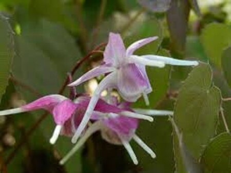 Epimedium gr. 'Purple Pixie' geen maat specificatie 0,55L/P9cm