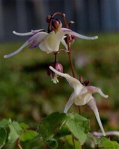 Epimedium gr. 'White Queen' geen maat specificatie 0,55L/P9cm