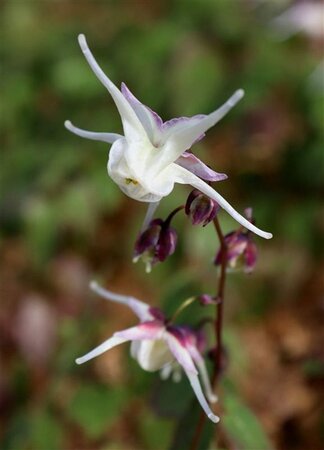 Epimedium gr. 'White Queen' geen maat specificatie 0,55L/P9cm - afbeelding 2