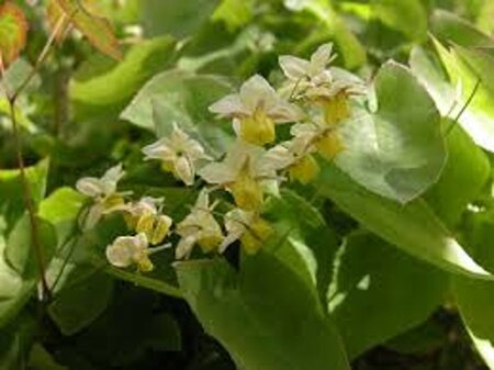 Epimedium perralderianum geen maat specificatie 0,55L/P9cm
