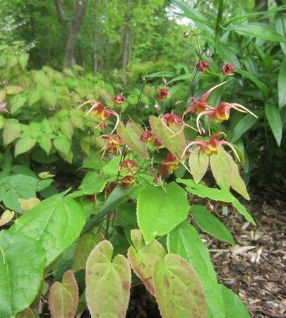 Epimedium omeiense 'Akame' geen maat specificatie 0,55L/P9cm